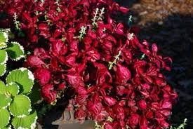 Image result for Impatiens shirensis