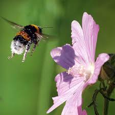 Katost, der ofte betegnes som ukrudt, har givet navnet til en fin familie, hvor alle medlemmer kan bruges på mange forskellige måder. Moskus Katost Malva Moschata Bio