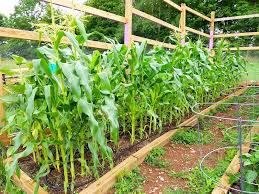 But for most others, the constant sounds plants make are inaudible without technology like ms. Tips On Growing Sweet Corn Brooklyn Farm Girl