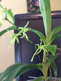Image result for Angraecum calceolus
