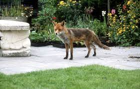 Der fuchs ist richtung nachbarn weitergezogen, so dass es wohl keinen sinn hätte, einen jäger zu holen (wo findet man denn einen jäger in berlin?) ich hatte erwogen, ihm etwas zu fressen zu geben. Fuchs Vertreiben So Jagen Sie Den Ungebetenen Gast