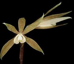 Image result for Nervilia