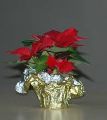 Living Christmas Gift Ideas 7 Holiday Plants To Give Poinsettia Care House Plant Care House Plants