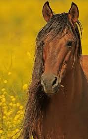 Loree Bump Adli Kullanicinin Adiga Horses Wild And Free Cerkes Atlari Atlar Asil Atlar Panosundaki Pin Hayvanlar Vahsi Atlar At Fotografciligi