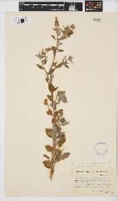 Image result for Chenolea