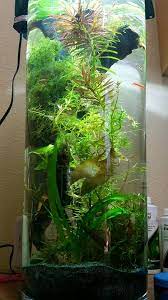 Cylinder Indoor Water Garden Fish Plants Fish Tank