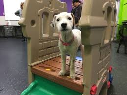 Chose a class that caters to your dog's specific age group. Omaha S Best Puppy Socialization Class Information And Sign Up Dog Gone Problems