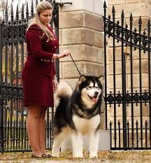 Kalau biasanya anjing siberian husky ini narik kereta salju, sekarang dipakai untuk narik sepeda nih. Ironpride Alaskan Malamutes Hawk Alaskan Malamute Puppies Malamute Dog Alaskan Malamute