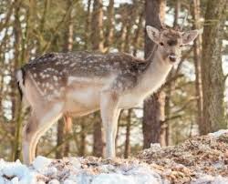 Keanekaragaman flora dan fauna dapat menjadi sumber inspirasi dalam menggambar. 80 Gambar Flora Dan Fauna Mesir Paling Hist Gambar Pixabay