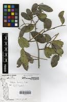 Image result for Salacia stuhlmanniana