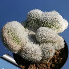 At a broad level, cacti have a lot of characteristics in common with other plants. Indoor Plants Haageocereus Desert Cactus Growing And Care Photo Characteristics And Planting