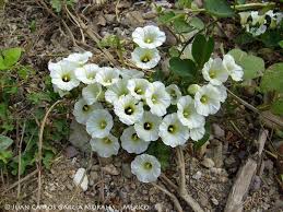 Image result for Turbina corymbosa