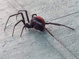 Redback spider bites may be painful, but are usually not a medical emergency and very rarely fatal. Redback Spider Bite My Symptoms And Treatment Patient S Lounge