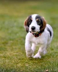 Image result for velký vendéeský hrubosrstý honič