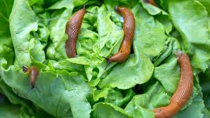 Mit diesen 8 tipps machst du dir die arbeit im garten leichter. Was Hilft Gegen Nacktschnecken Im Garten Ndr De Ratgeber Garten Schadlinge