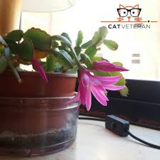 Does your cat think the dangling stem of a christmas cactus makes an excellent toy? Plants Safe For Cats That Are Purifying Low Maintenance Beautiful