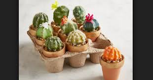 Hendrik lulu channel 2 views2 weeks ago. Kaktus Mini Berbagai Jenis Yang Sangat Perlu Untuk Kita Miliki Bennisobekti Com
