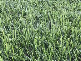Afterward you may have to overseed or lay new turf. What Grass Is This And How Should I Prep The Lawn For Overseed Lawnsite Is The Largest And Most Active Online Forum Serving Green Industry Professionals