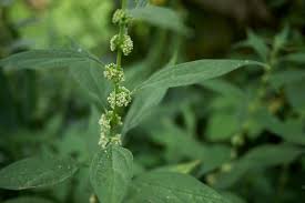 Image result for Parietaria