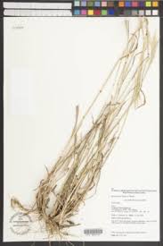 Image result for Bothriochloa radicans