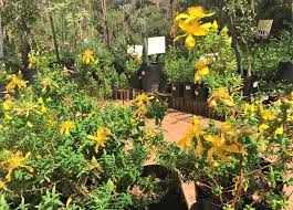 Image result for Hypericum revolutum