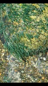 Image result for Podostemaceae