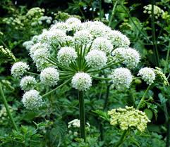 Is it an ornamental plant? Angelica The Viking Herb Spiceography