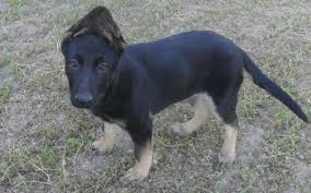 Spay, microchip id, initial vaccines, one month pet insurance, a complimentary veterinarian exam and post a. Adorable Female German Shepherd Puppy For Sale In Tolleson Arizona Classified Americanlisted Com