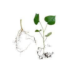 Image result for Piper umbellatum