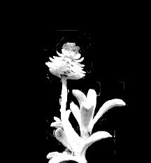 Image result for Helichrysum cephaloideum