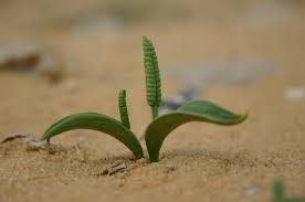 Image result for Ophioglossum polyphyllum