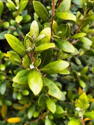 Image result for Diospyros dichrophylla