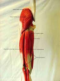 Most will label a diagram of muscle with its. Labeled Posterior Thigh Muscles Body Anatomy Anatomy Images Thigh Muscles