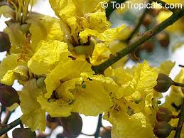 Image result for Limeum pterocarpum