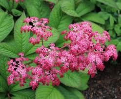 Image result for Rogiera cordata