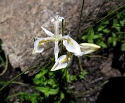 Image result for Moraea elliotii