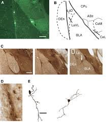 Dnes je zřejmé, že centrum světového vývoje se přesouvá z regionu euroatlantického do euroasijského. A Specialized Subclass Of Interneurons Mediates Dopaminergic Facilitation Of Amygdala Function Neuron