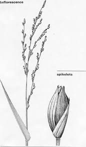 Image result for Acroceras zizanioides
