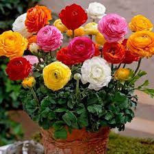 20pcs Ranunculus Persian Buttercup Flower Seeds Perennial Exquisite Packaging Ebay Buttercup Flower Flower Seeds Bulb Flowers