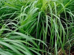 Image result for Cymbopogon nardus