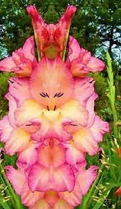 Gladiolus Bulb Perennial Flower Pink Landscape Ornamental Diy Special Gift Plant Ornament Plants Ornamentplants Strange Flowers Unusual Flowers Rare Flowers