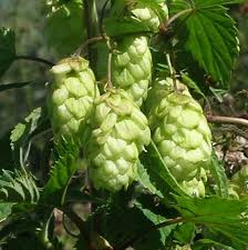 Image result for Cannabaceae