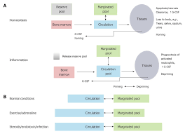 Another Look At The Life Of A Neutrophil