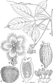 Image result for Raphidiocystis jeffreyana