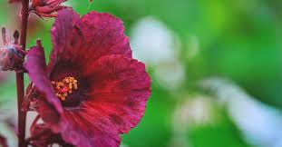 Fresh hibiscus flowers near me. How To Grow Edible Hibiscus Flowers In Your Garden