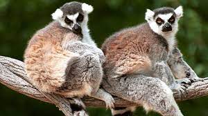 Caldwell Zoo A Natural For Family Fun Tyler Tx Zoo Family Fun Koala Bear