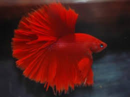 Betta Fish Light On Or Off At Night Betta Care Fish Guide