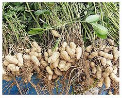 Image result for Arachis hypogaea