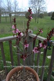 Buy this plant from 2 gardenality business profiles ». Prunus Persica Bonfire Ornamental Dwarf Peach Growing The Home Garden