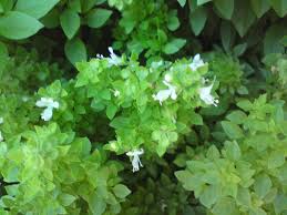 Image result for Ocimum urundense